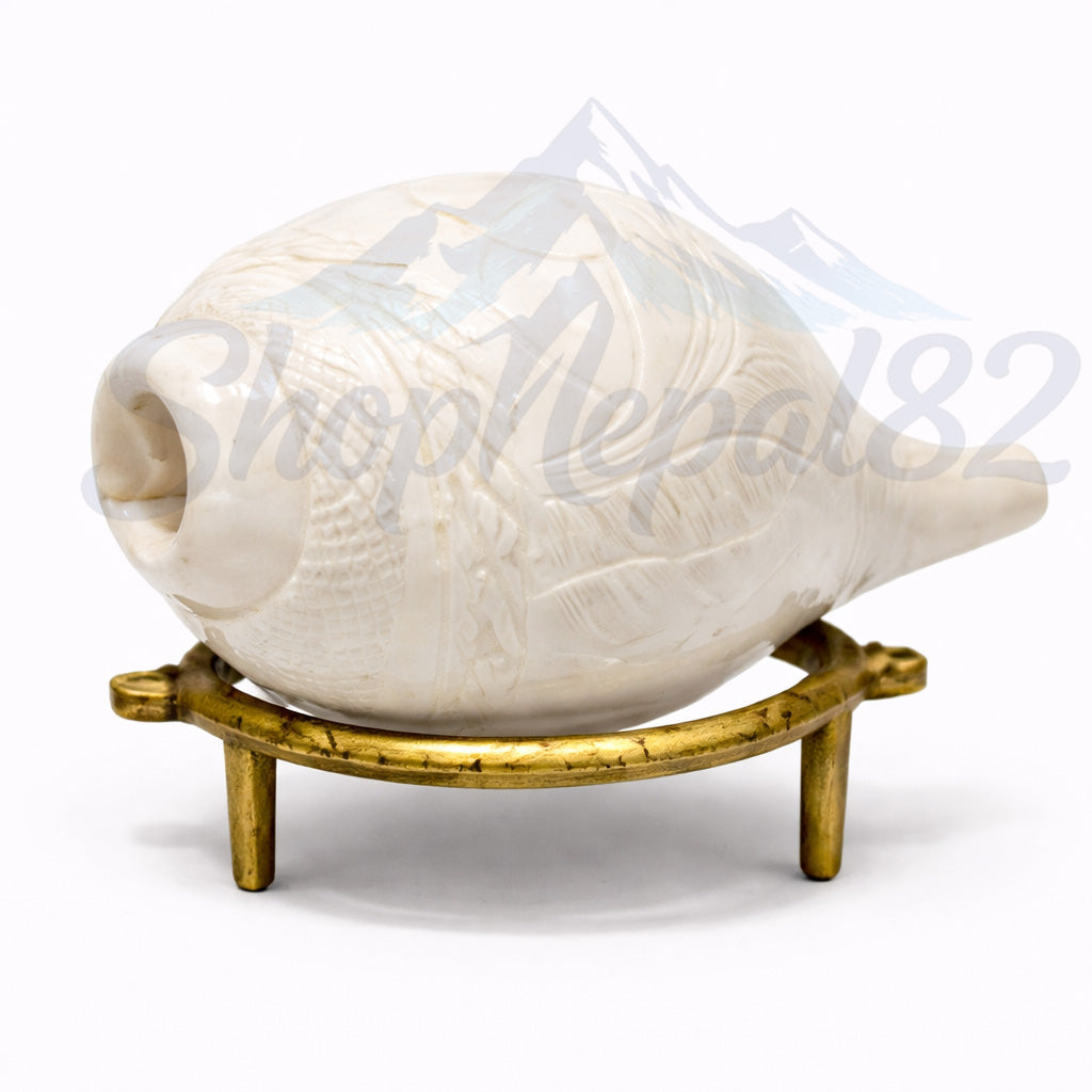 Sacred Shankh (Conch Shell) – Natural Puja & Spiritual Ritual Item – पवित्र शङ्ख
